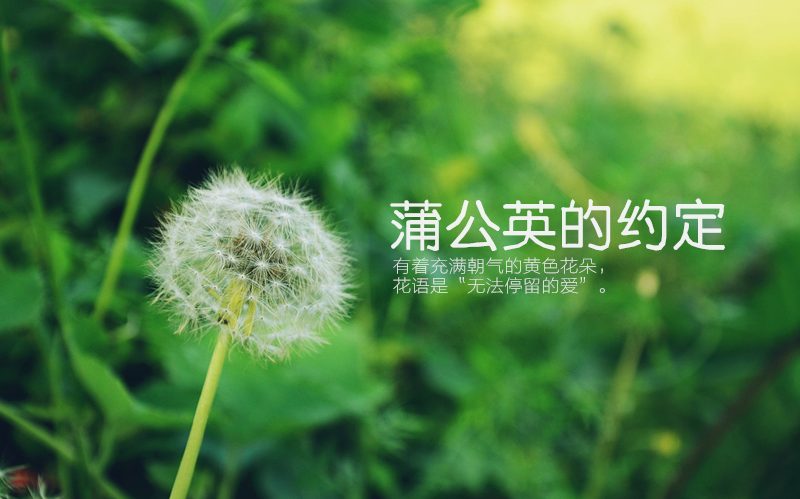 蒲公英的约定(自制mv,伴奏版)