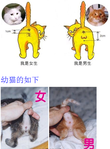 这是公猫还是母猫