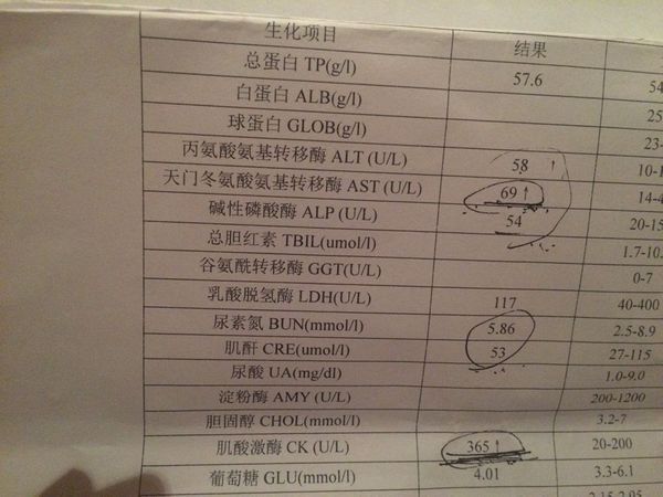 狗狗沙虫胰腺炎,小博美5斤丢了一年,前2天找了急性干蒸粉丝图片
