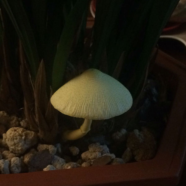 花盆里长蘑菇了 是纯黄白鬼伞吗