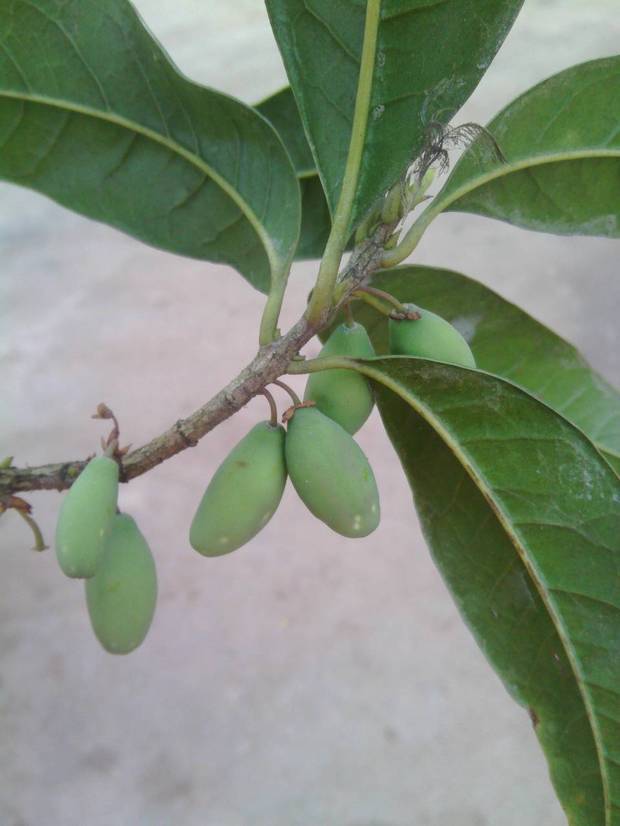 这是什么果子,有什么作用?桂花树上的