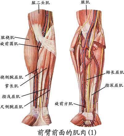 前臂前群肌的作用是()a旋后b屈腕c屈指d屈肘e旋前