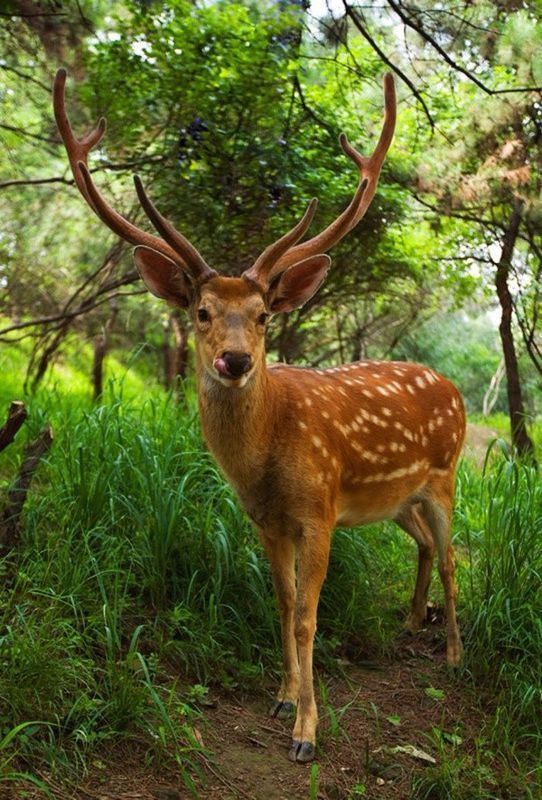 知识库 正文  梅花鹿(学名:cervus nippon)是一种中型鹿,体长140-170