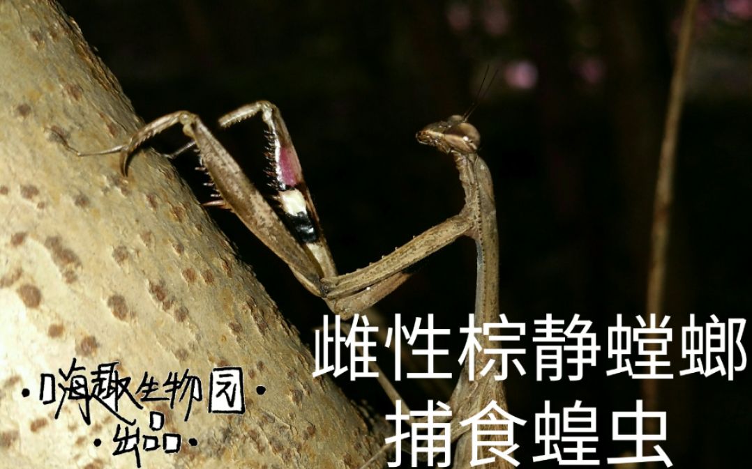 【螳螂】雌性棕静螳螂捕食蝗虫!