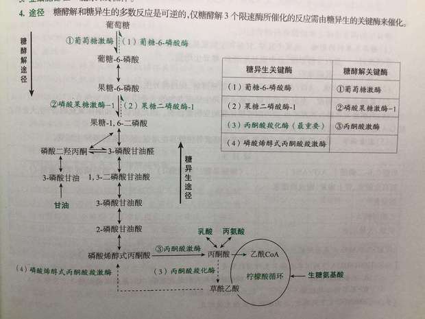 糖异生名词解释