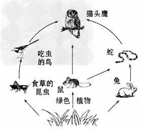 请据图分析回答下列问题(1)这个食物网由_____条食物链构成.