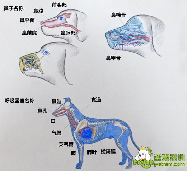 呼吸器官的各种动物的呼吸器官