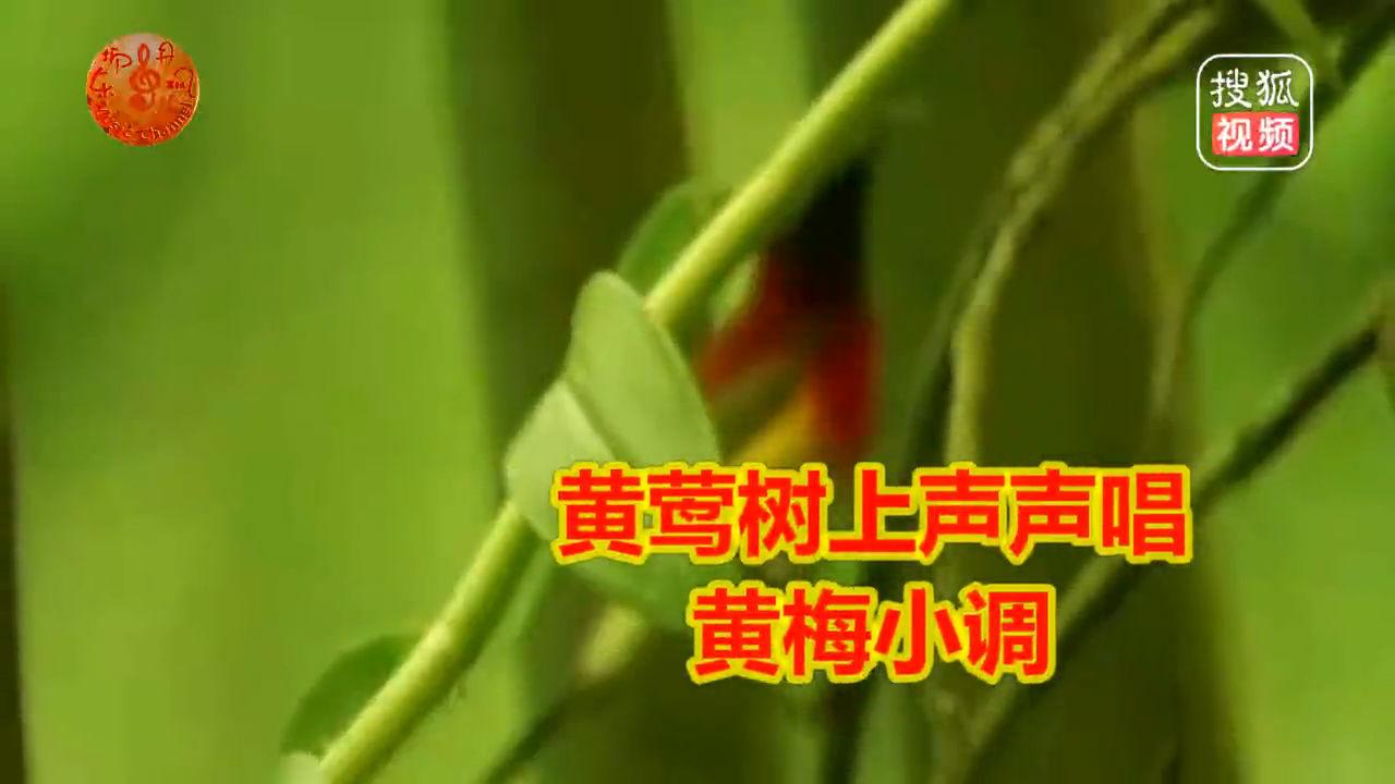 黄莺树上声声唱(黄梅小调)(童丽王浩)-丹枫民歌