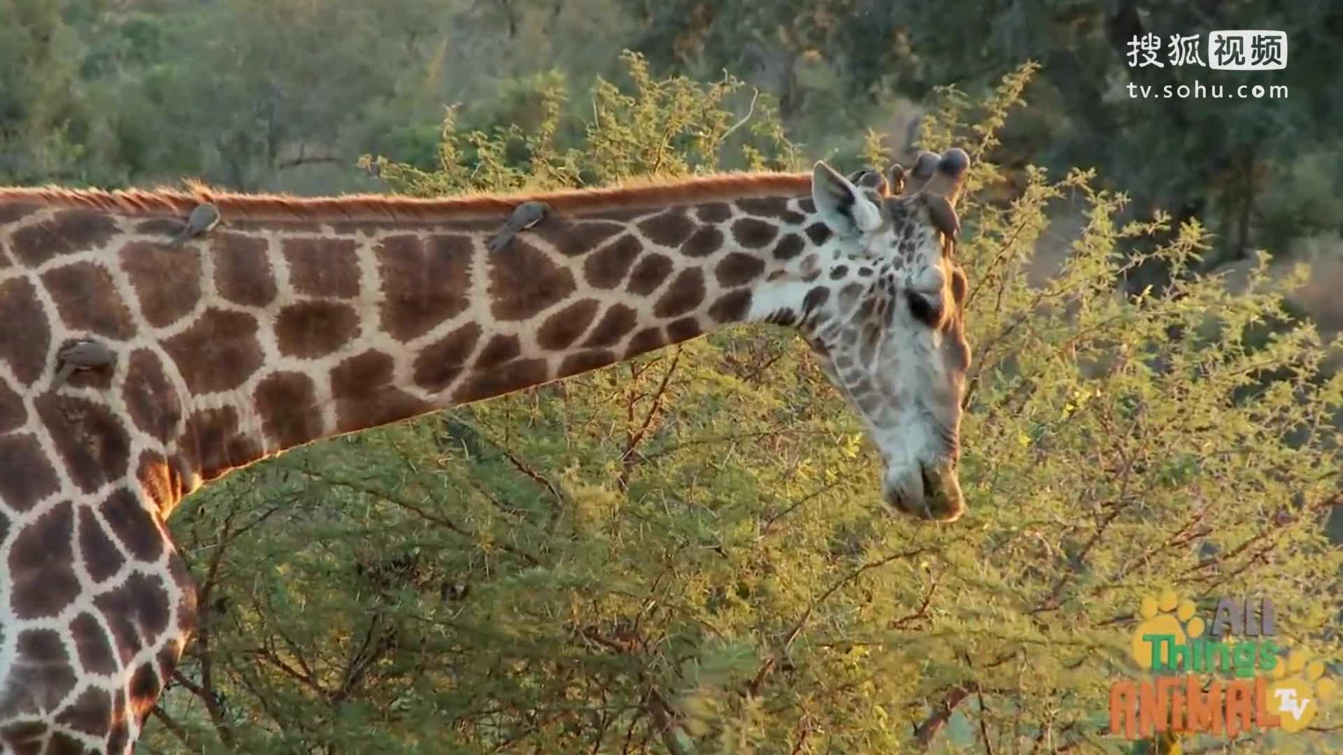 海豹kid 幼儿英语 长颈鹿 giraffe 幼儿百科动物卷(英文)
