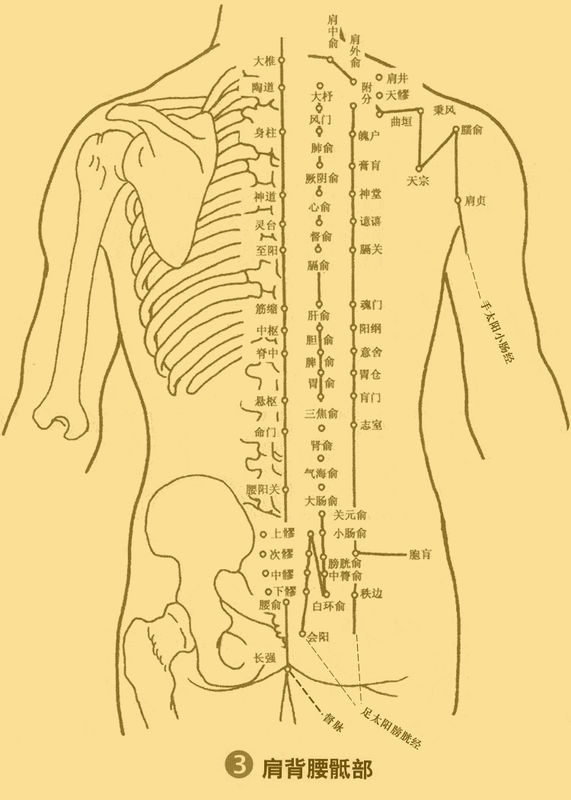 分布在脊椎的两旁,华佗夹脊穴有34个穴位:〔定位〕第一胸椎至第五腰椎