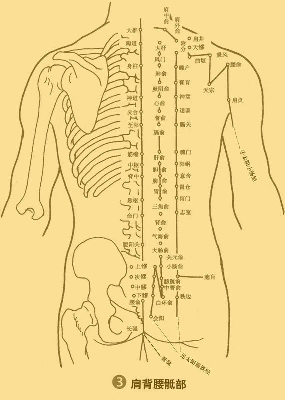 命门穴肾俞穴白环俞督脉华佗夹背膀胱经这几个穴位在哪