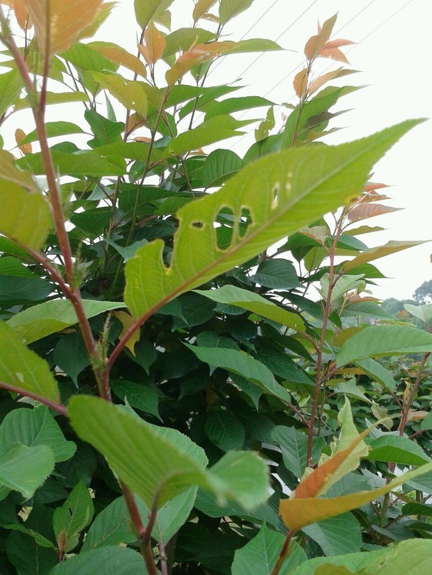 樱花树叶被虫吃了,有很多虫洞,没发现虫,是什么原因,!