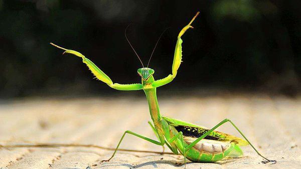 扩展资料 螳螂是昆虫中体型偏大的,身体为长形,多为绿色,也有褐色或