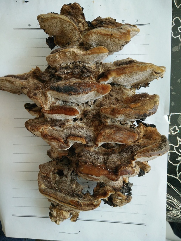 在农村的水沟旁,别砍掉的树根上部火烧过,树根上部长出来的像蘑菇一样