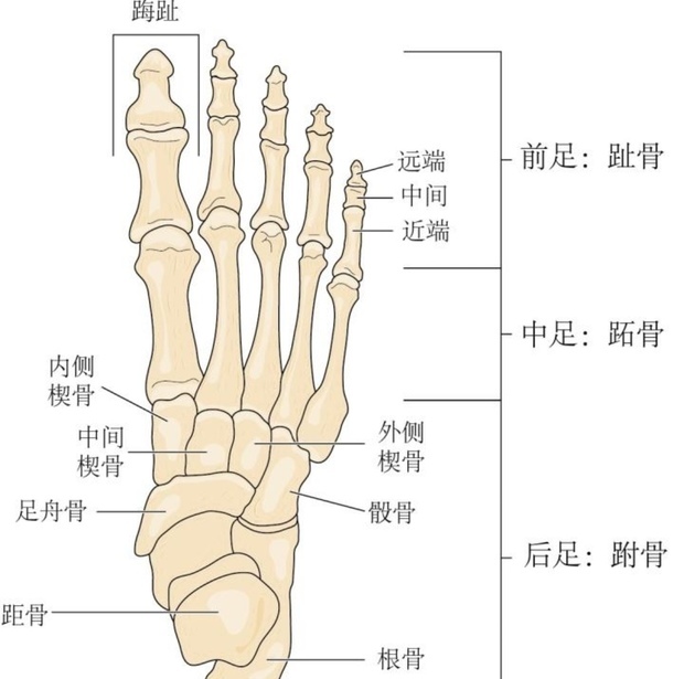 第三种情况 常见于痛风,这是由于在右脚大踇趾第一跖趾关节的位置