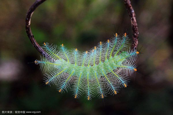 一种毛虫,毛虫(lepidoptera)是鳞翅目昆虫(蝶,蛾)的幼虫.