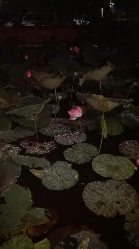 元·萨都刺《过高邮射阳湖杂咏九首》 秋风吹白波,秋雨呜败荷.