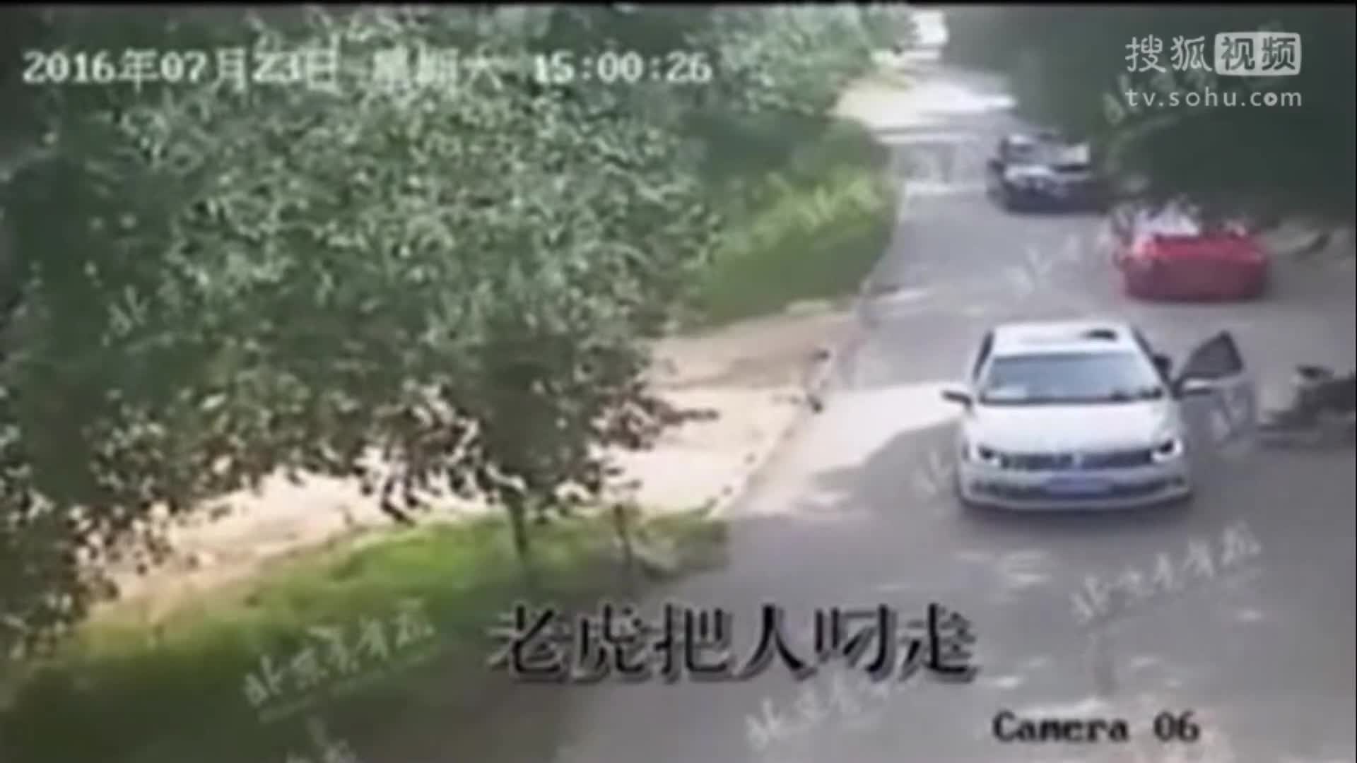 北京八达岭 老虎伤人事故 完整视频首度曝光