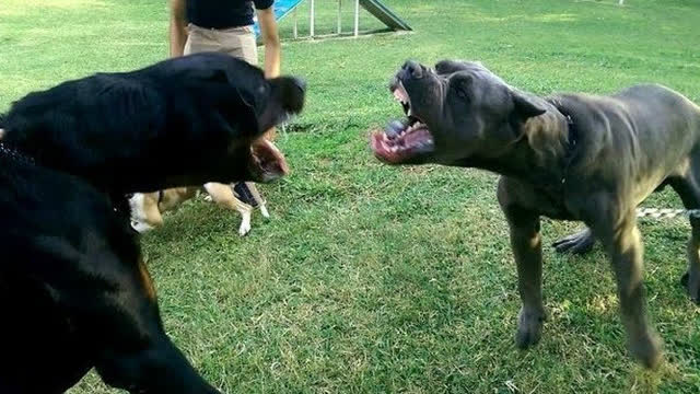 罗威纳vs卡斯罗犬 终极对决!