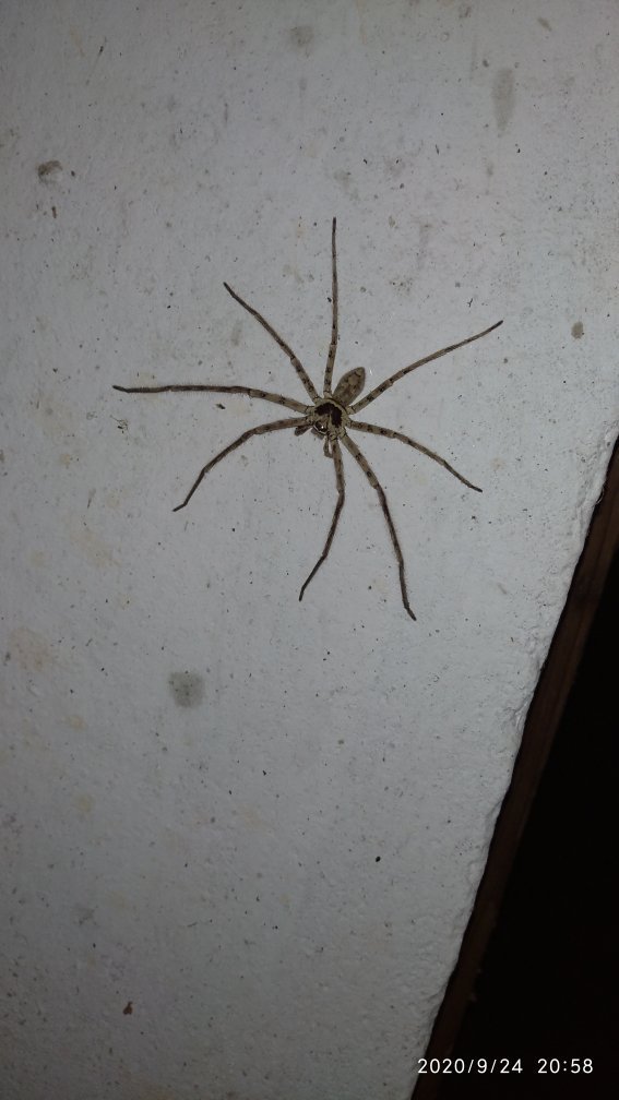 家里出现大蜘蛛是否有毒?