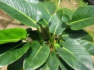 万年青树可以止咳吗