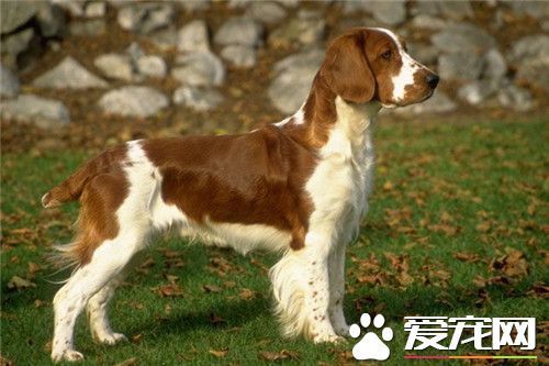 史宾格犬适合家养吗 史宾格犬非常适合家养