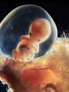 胎儿发育震撼3D