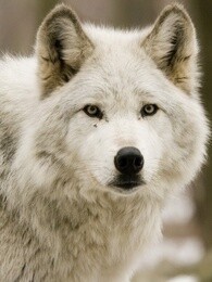 BBC：我和雪狼家族