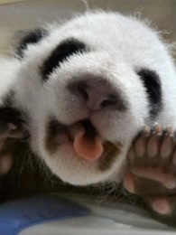 熊猫宝宝封面