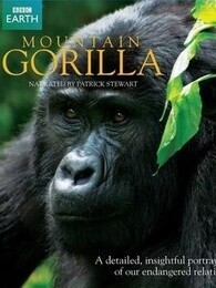 BBC：山地大猩猩