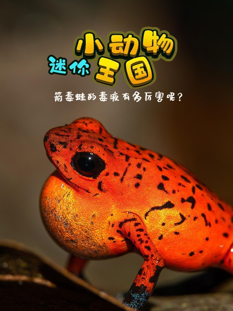 迷你小动物王国，箭毒蛙的毒液有多厉害呢