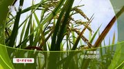 《走近科学》 20190923 绿色超级稻