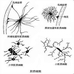 神经胶质细胞