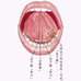舌下腺
