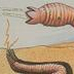 蒙古死亡蠕虫