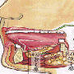 颌下腺导管结石