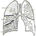 肺纹理增多