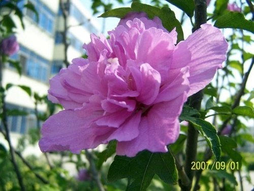 溪上遇雨二首原文|翻译|注释|赏析