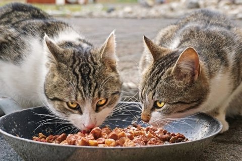 小猫吃东西的图片