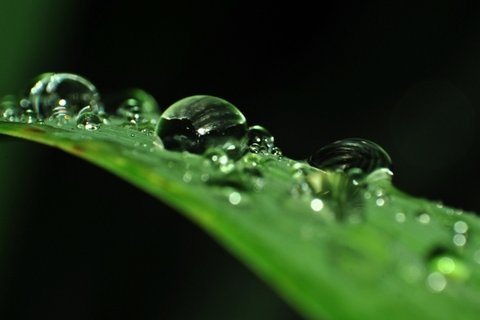 挂着水滴植物绿叶图片