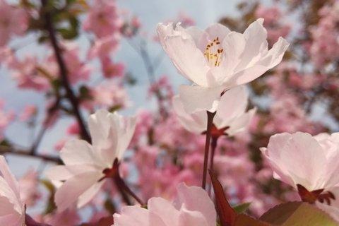 高清粉色桃花图片