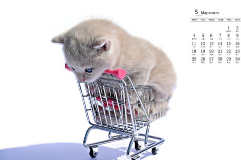 2020年5月软萌可爱的猫咪日历壁纸