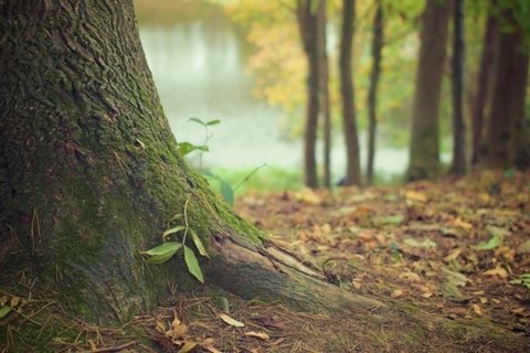 森林树木上的苔藓图片