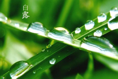 与你的白露节