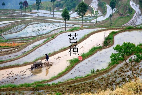 芒种节气电脑壁纸