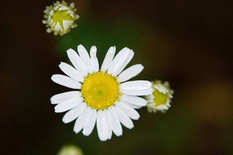 高清淡雅小雏菊图片