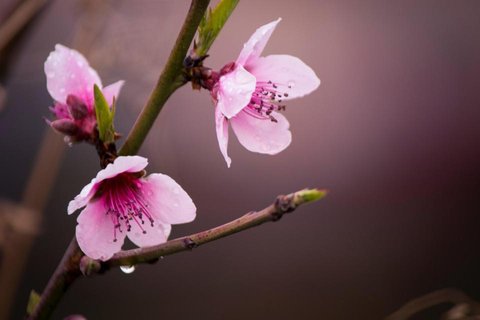 醉似桃花季