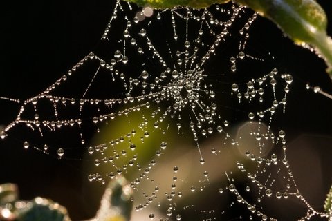 雨后蜘蛛网静物桌面壁纸