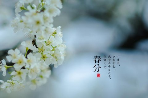 春分时至,花朵绽放