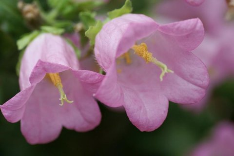 美丽的花电脑壁纸